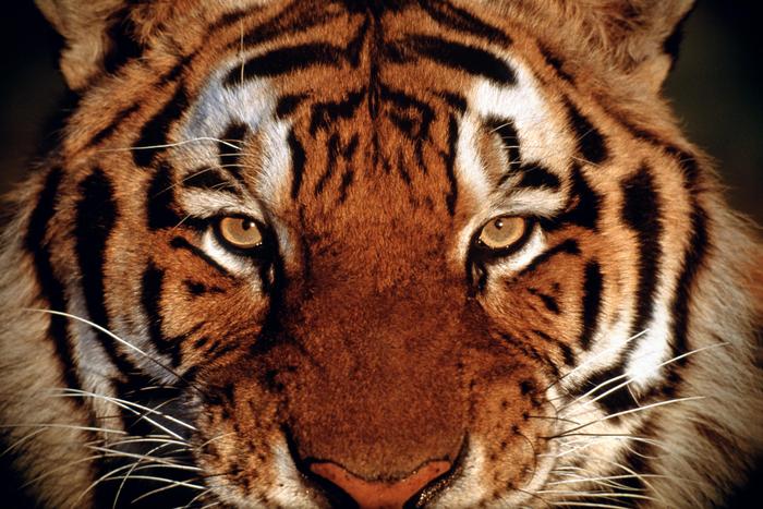 58016_poster2000 - Desktop Tigers