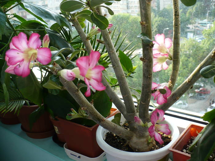 P1120544 - ADENIUM OBESUM