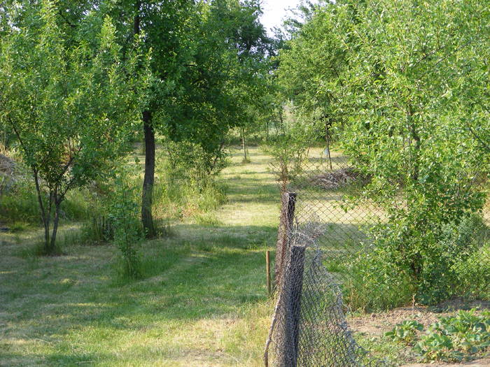 Gradina din spate