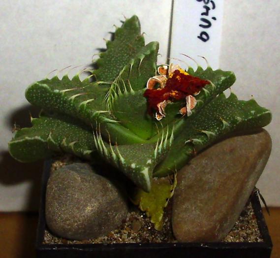 Faucaria tigrina - Suculente