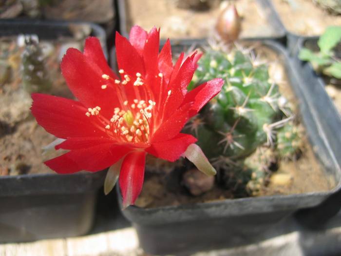 ai mei cactusi 068 - Cactusi la Constanta