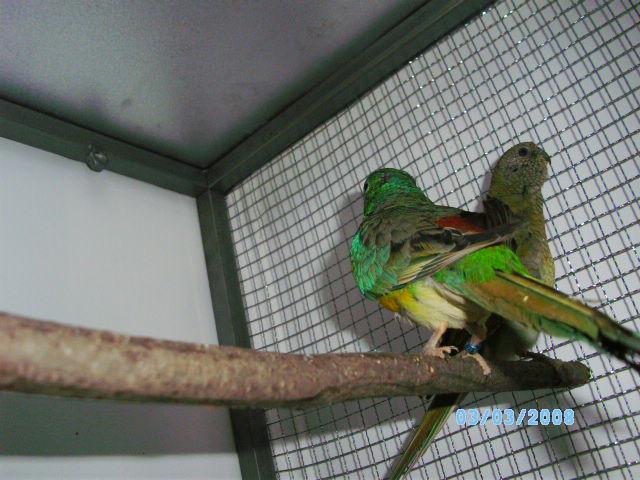 SANY4314 - papagali
