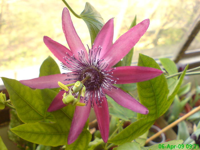 Passiflora Pura Vida - Hibiscus 2009