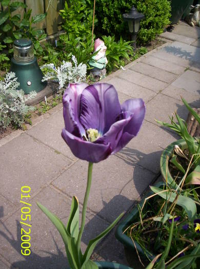 Lalea mov (Cum laude) 1 mai 2009