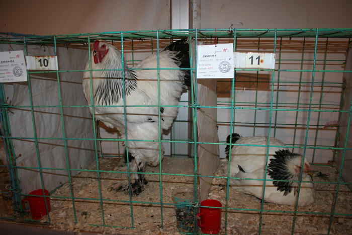 EXPO-PAS Suceava 2009