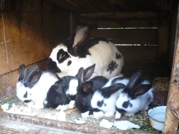 poze iepuri 2504 547 - femele cu pui din 1-10 iunie actuali