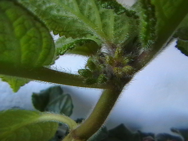 IMGA0031 - episcia