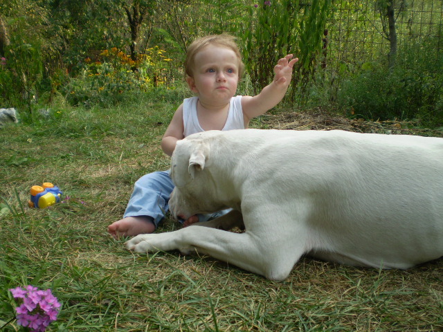 Picture-olympus 777 - dogo argentino