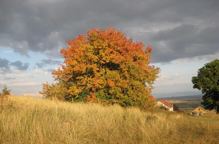 az oreg vadkorte; culorile toamnei
