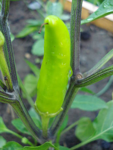 Hungarian Hot Wax Pepper (2009, Jun.14)