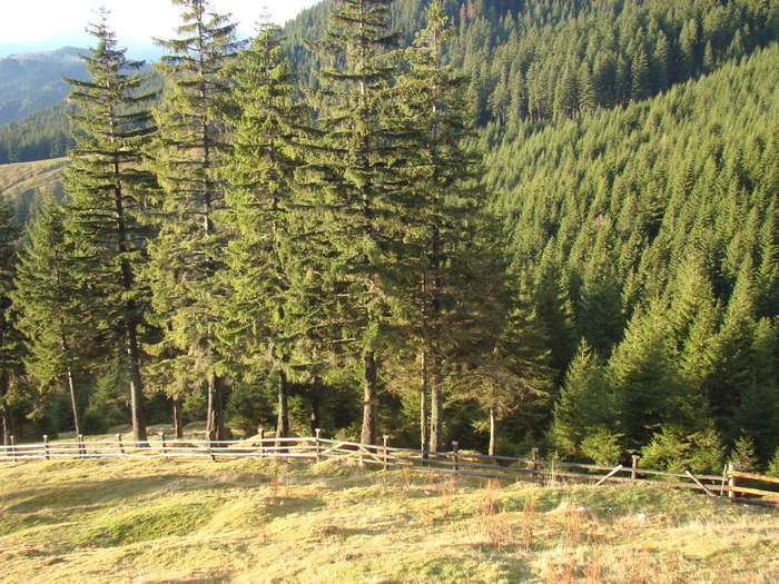 DSC04594