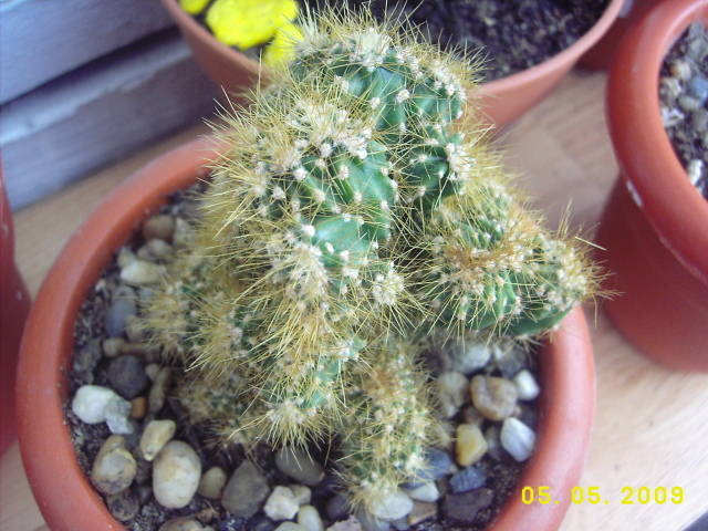 Mam.Peruvianus Montruosus - Mammillaria