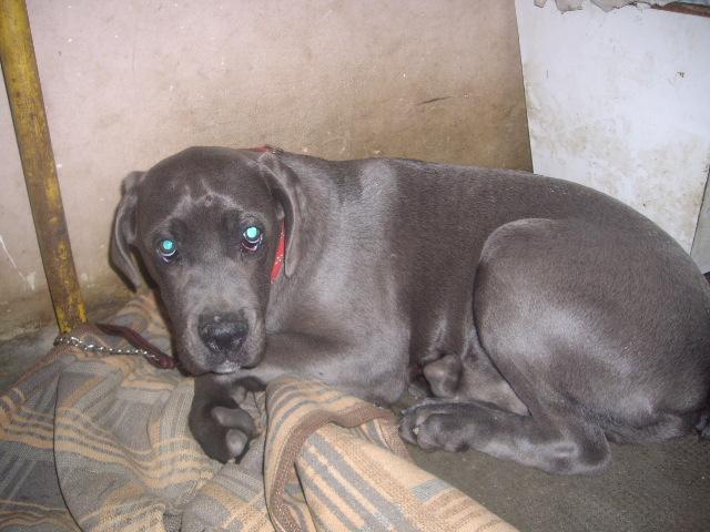 Cane-Corso - animale aduse pe comanda