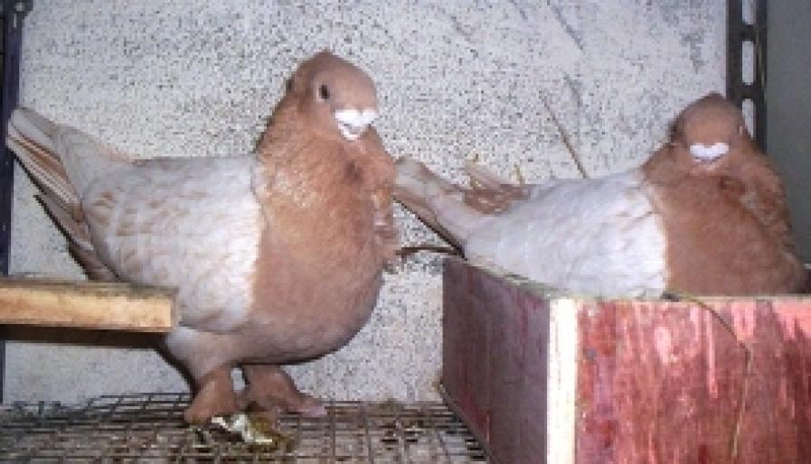 abouygues; blondineti galbeni
