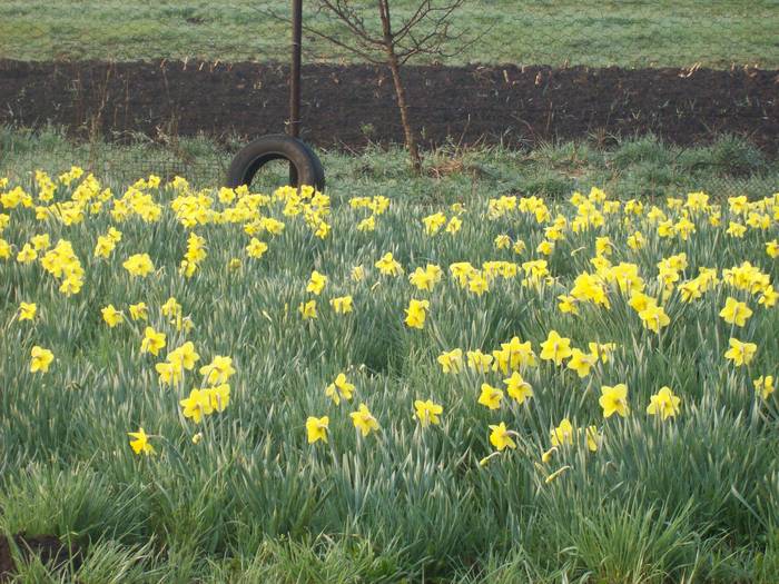 100_2418 - florile mele