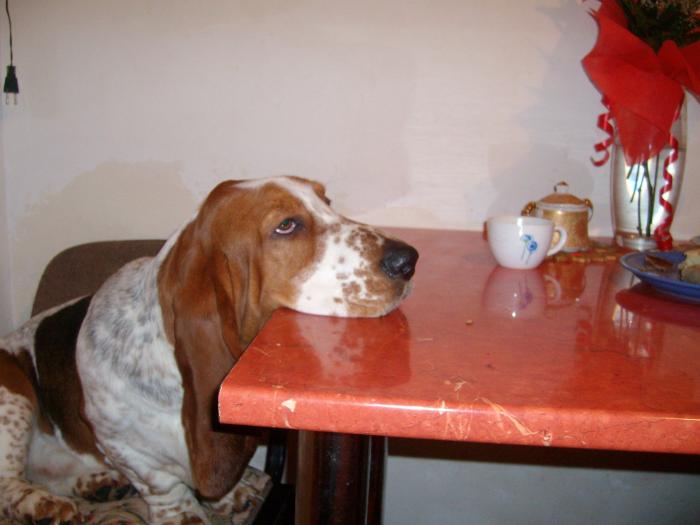 LUCKY WANTS SOMETHING, I WONDER WHAT - Lucky Ama 1