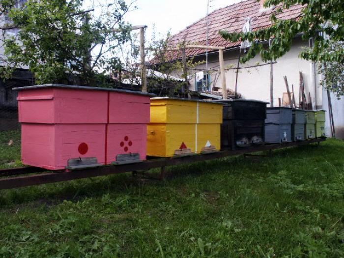 PICT0077 - apicultura