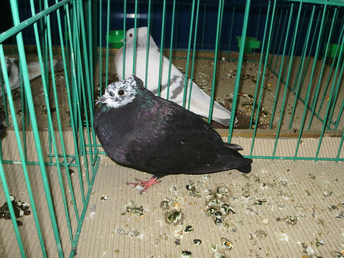 9537 cap pestrit d berna 0 - 1507 partea 4