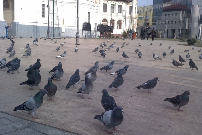 In voliera lor cea mare - Cei mai frumosi porumbei