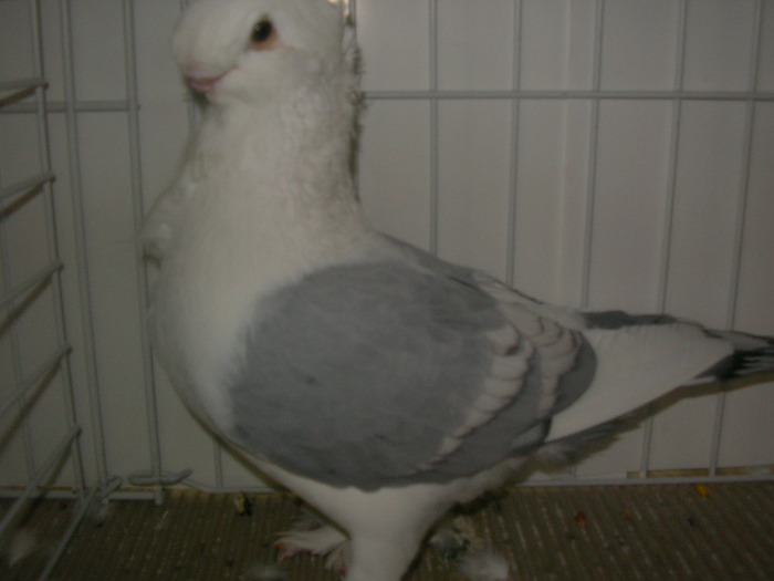 SANY0158 - poze expo 2009