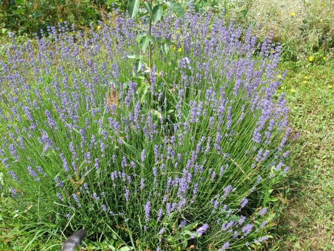 lavanda - gradina