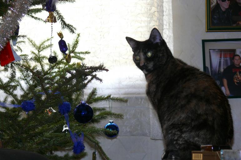 Oare vine Mos Craciun?