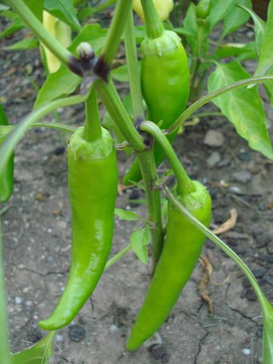 Szegedi 80 Peppers (2009, July 10) - Szegedi 80 Pepper