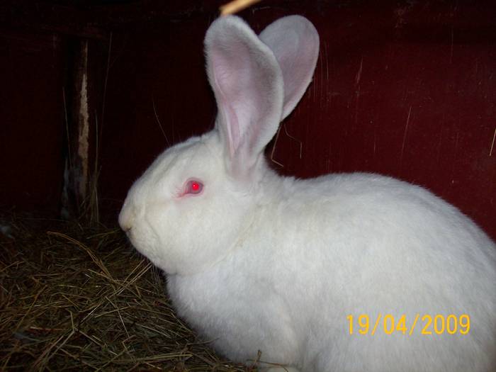 Picture 039 - poze iepuri aprilie 2009