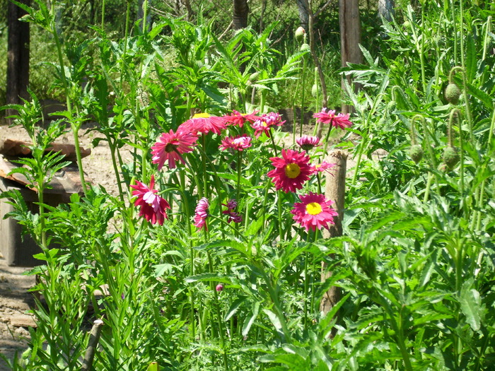 DSCI0759 - flori din gradina mea