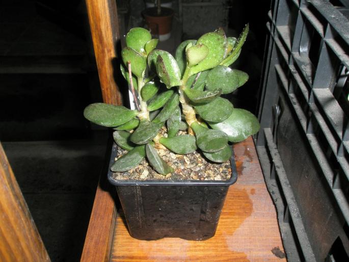 A. maculatus - ghiveci - Suculente 2008