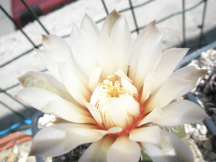 Gymnocalycium netrelianum - floare