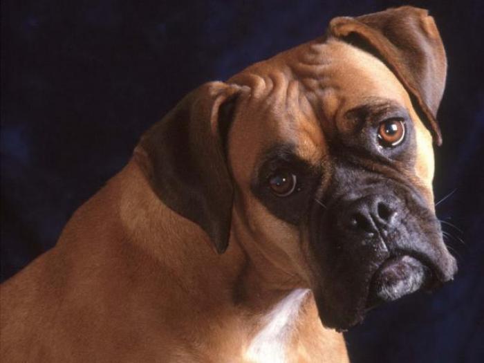Poze Boxer_ Poze cu caini - Animale