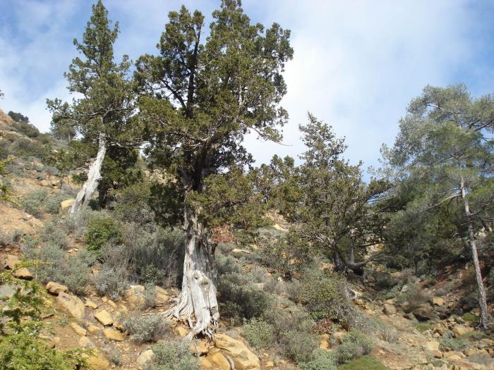 Picture 681; Muntii Troodos
