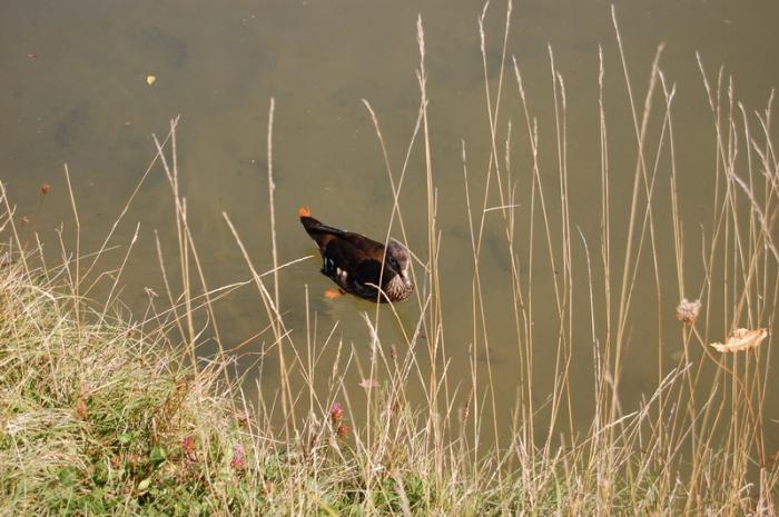 DSC_0240_resize - Bois de coulogne