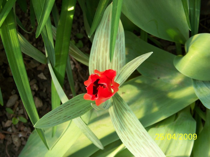 100_1167 - Primavara in curte  Timisoara