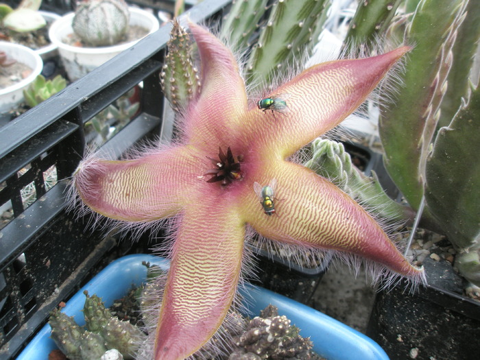 Stapelia getlefii si boboci pe Piaranthus foetidus - Asclepidiacee 2009