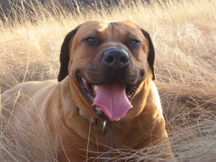 Tosa Inu Norytessa