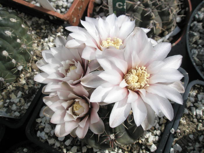 Gymnocalycium amerhauseri - flori 15.05 - Gymnocalycium