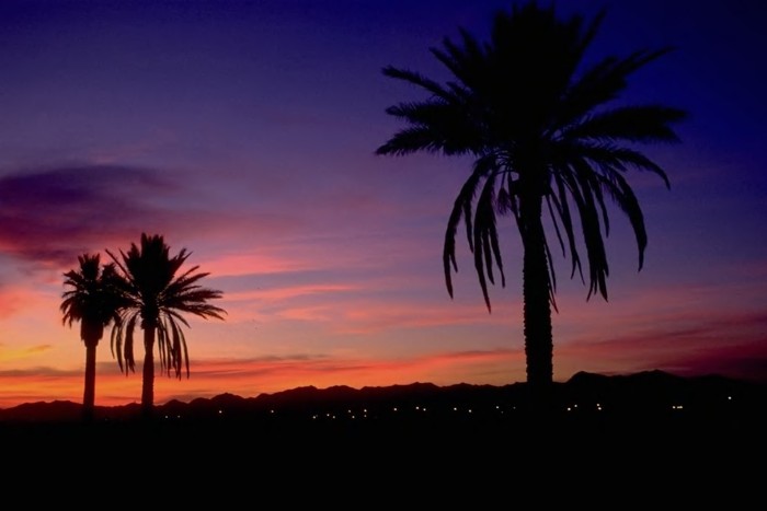 Palm Trees at Dusk 2