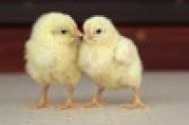 0331-0605-2909-5353_TN[1]