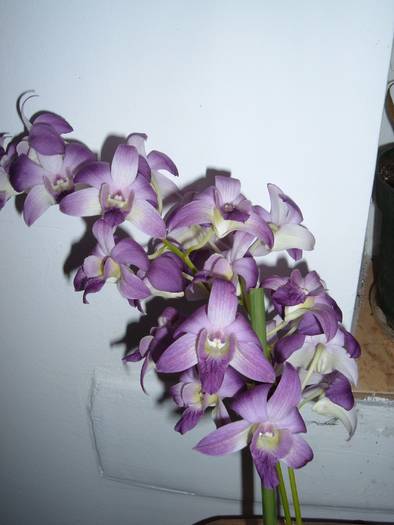 dendro mov - orhidee