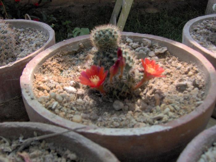Picture 028 - 1 poze vechi cu Flori si Cactusi