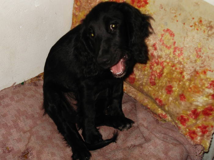 DSC09605 - ANIMALUTELE MELE