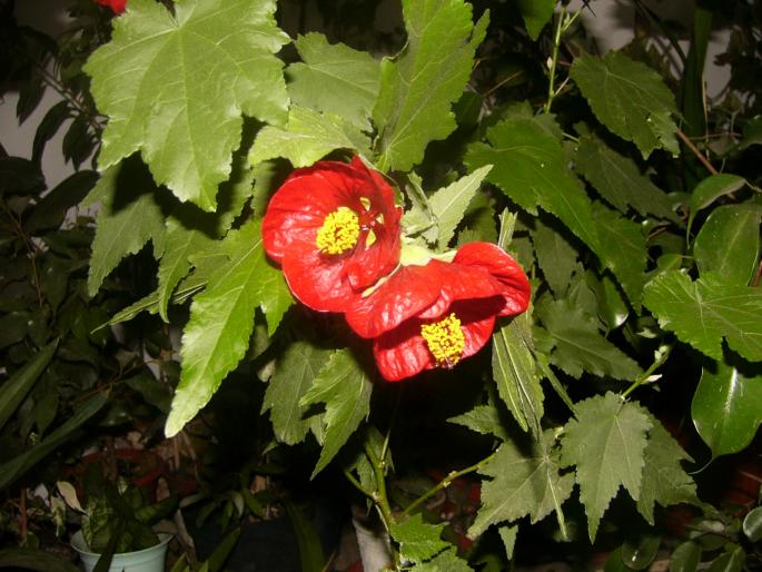 abutilon - Abutilon