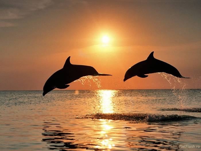 imgYoFfIE - delfini