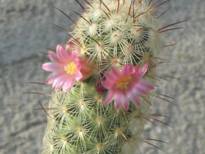 Mammillaria microhelia - Februarie 2008