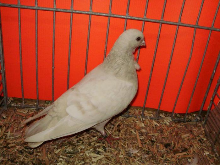18111b reduced brown 0x