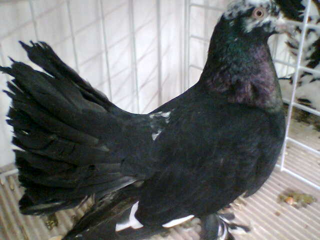  - EXPO NATIONALA LUGOJ DECEMBRIE 2009