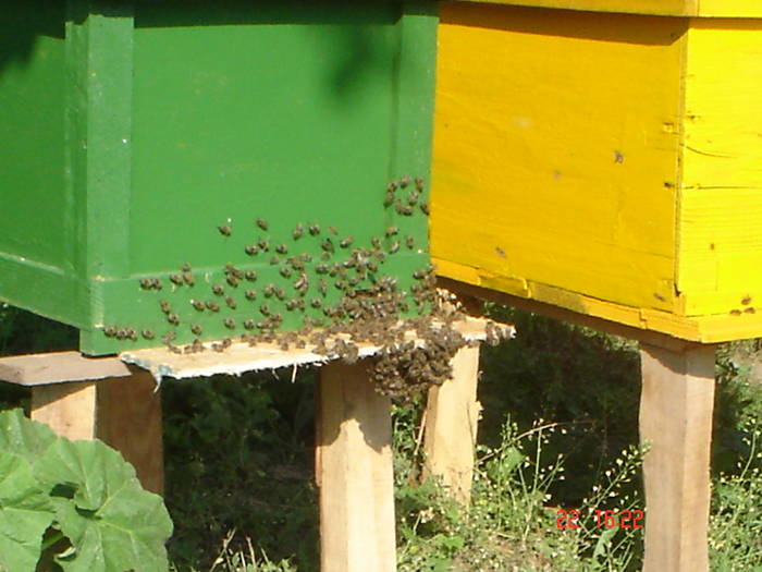 DSC05446 - albinutze  noutati