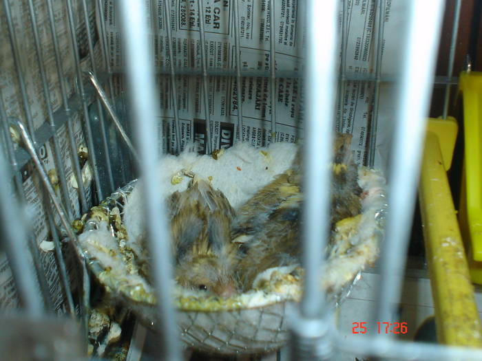 DSC02228 - PASARI CARE NU LE MAI AM - CANARI